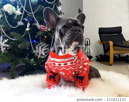French bulldog on Christmas tree background in Christmas sweater with reindeer. 111821131