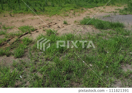 Vacant land, wasteland, weeds, land, vacant lot Vacant land, wasteland, weeds, land, vacant lot 111821391