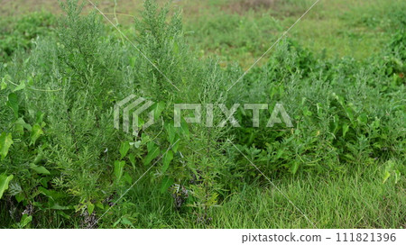 Vacant land, wasteland, weeds, land, vacant lot 111821396