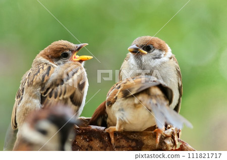 雛鳥麻雀，黃色的喙，熟悉的野鳥 111821717