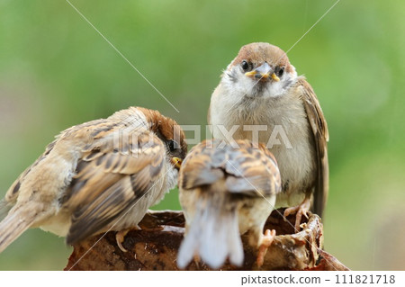 雛鳥麻雀,黃色的喙,熟悉的野鳥 雛鳥麻雀,黃色的喙,熟悉的野鳥 111821718