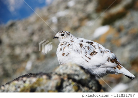 Special natural monument grouse 111821797