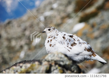 Special natural monument grouse 111821798