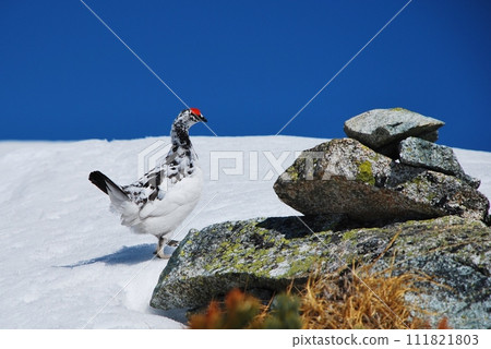 Special natural monument grouse 111821803