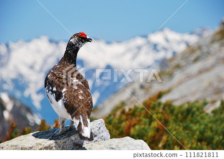 Special natural monument grouse 111821811