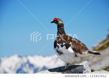 特殊天然紀念黑麥 111821812