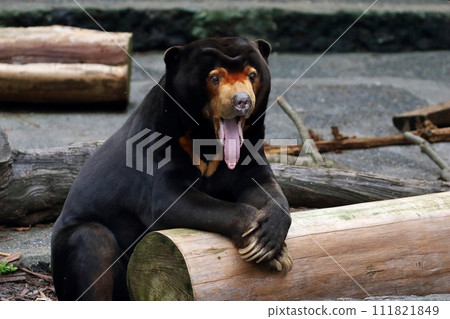 太陽熊坐著伸出長舌頭 111821849