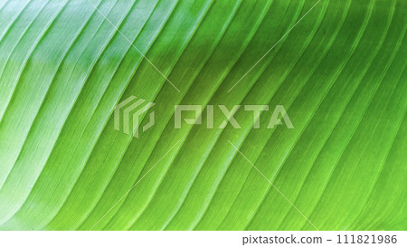 Close shot of green banana leaf texture background Close shot of green banana leaf texture background 111821986