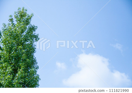 藍天和綠葉的樹木 藍天和綠葉的樹木 111821990