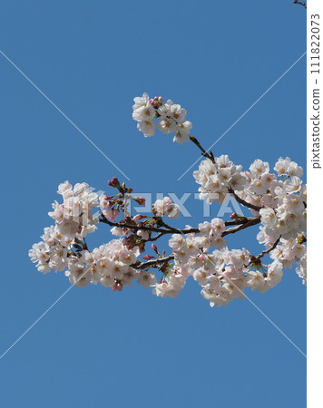 Spring image Cherry Blossom Someiyoshino Cherry Blossom Spring image Cherry Blossom Someiyoshino Cherry Blossom 111822073