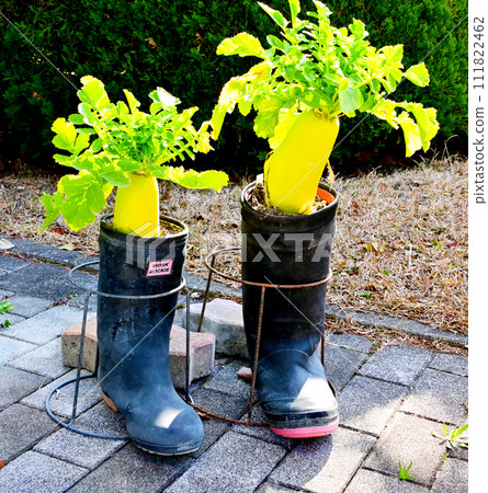 radish wearing boots 111822462