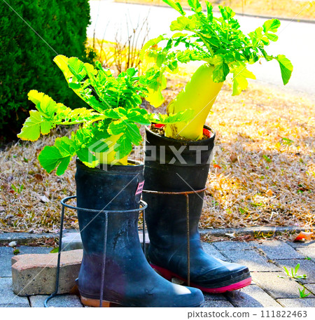 radish wearing boots 111822463