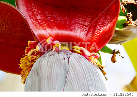 big banana flower 111822545