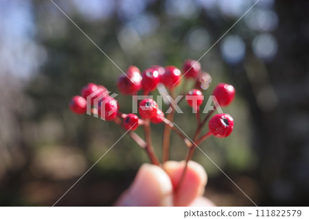I found a red fruit in the mountain I found a red fruit in the mountain 111822579