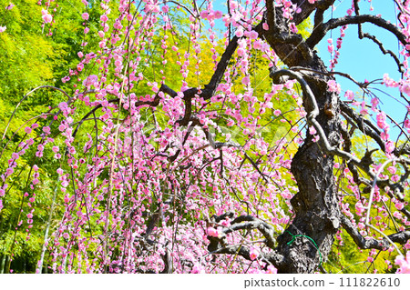 Plum blossoms herald the arrival of spring Plum blossoms herald the arrival of spring 111822610