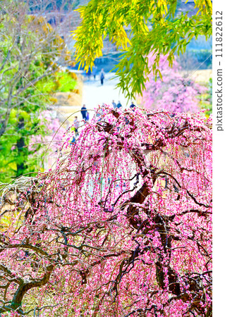 Dela Farm's weeping plums are in full bloom 111822612
