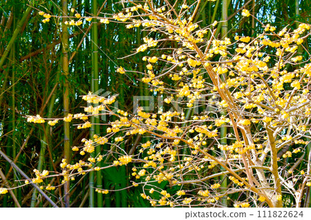 Cute yellow Roubai flowers 111822624