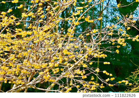 可愛的黃色肉白花 可愛的黃色肉白花 111822626
