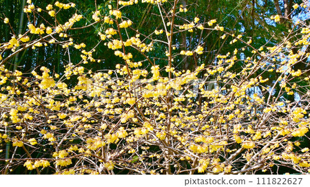 Cute yellow Roubai flowers Cute yellow Roubai flowers 111822627