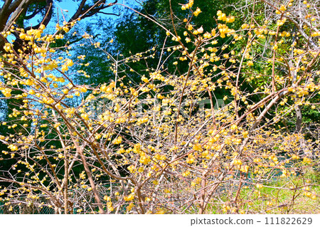 Cute yellow Roubai flowers Cute yellow Roubai flowers 111822629