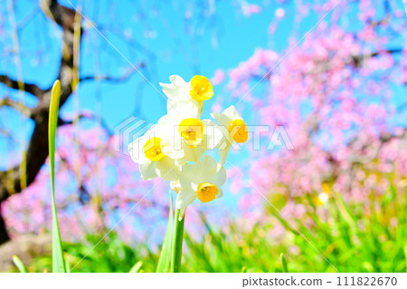 Narcissus and prickly plum Narcissus and prickly plum 111822670