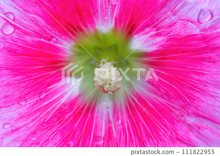 A hollyhock flower close-up picture  111822955