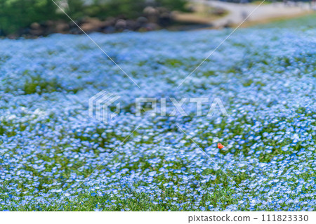 茨城縣、常陸那珂市、國立日立海濱公園、花園、睡蓮、三晴之丘、春天、約會、男女、觀光 111823330