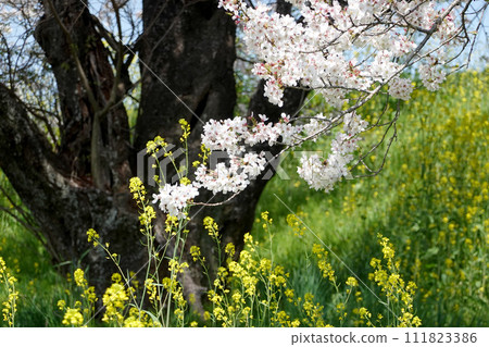 Kaizu City, Gifu Prefecture_Kiso Nagara Sewari Embankment 10_2023_March 111823386