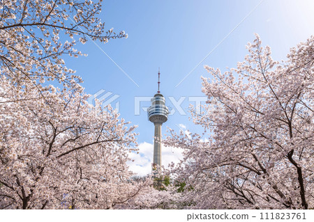 Cherry blossoms blooming in spring at E-World 83 Tower a popular tourist destination. in Daegu,South Korea. 111823761