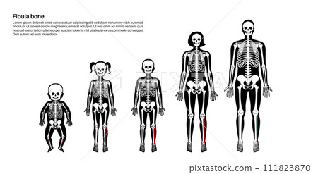 Fibula bone anatomy Fibula bone anatomy 111823870