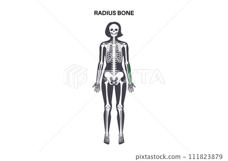 Radius bone anatomy Radius bone anatomy 111823879