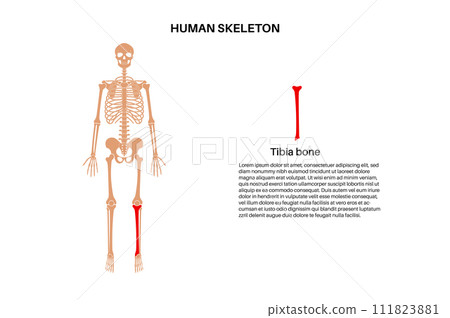 Tibia bone anatomy Tibia bone anatomy 111823881