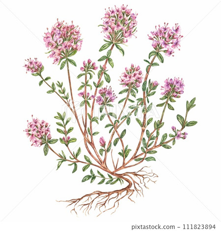 Flowering thyme in watercolor. Eco-friendly products highlighted on a white background. Illustration of culinary herbs and spices for your menu, a print for dishes 111823894