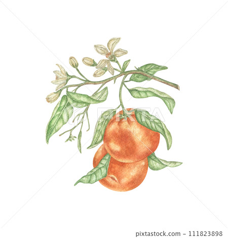 Watercolor illustration of oranges. Hand-painted branch of a ripe orange tree with green leaves and white flowers on a white background for prints, fabric, paper, clothes. Watercolor illustration of oranges. Hand-painted branch of a ripe orange tree with green leaves and white flowers on a white background for prints, fabric, paper, clothes. 111823898
