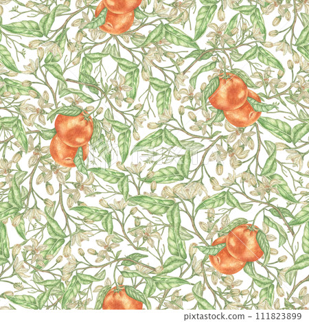 Watercolor seamless pattern with orange branches, on a white background. An elegant, intricate pattern. Botanical illustration for fabric textiles. Orange floral pattern, Citrus texture. Vintage desig Watercolor seamless pattern with orange branches, on a white background. An elegant, intricate pattern. Botanical illustration for fabric textiles. Orange floral pattern, Citrus texture. Vintage desig 111823899
