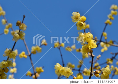 Clear skies and plum blossoms in Kanagawa Clear skies and plum blossoms in Kanagawa 111823907