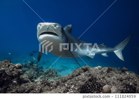 Stingray swim underwater on sandy sea bottom. Sting ray fish in tropical sea 111824059