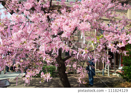 Cherry Blossoms	 111824129