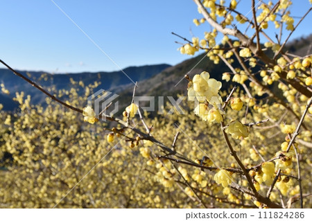 Clear sky and wax plum blossoms in Kanagawa Clear sky and wax plum blossoms in Kanagawa 111824286