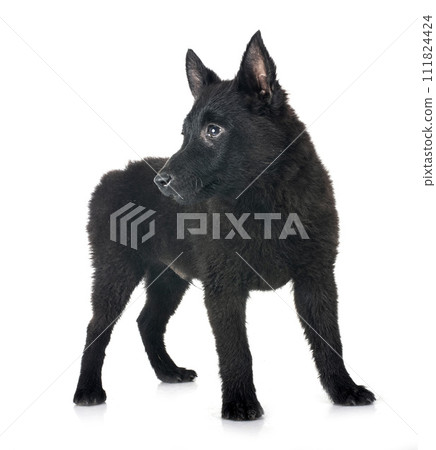 young Schipperke in studio young Schipperke in studio 111824424