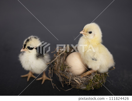 nest, egg and chick 111824426