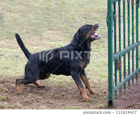 training of rottweiler training of rottweiler 111824427