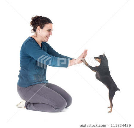 miniature pinscher and woman in studio miniature pinscher and woman in studio 111824429