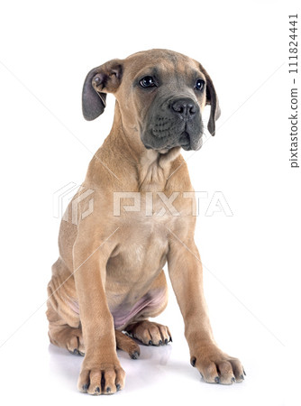 puppy cane corso puppy cane corso 111824441