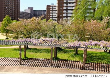 Cherry blossoms and wisteria trellis at Sakuranomiya Park 111824457