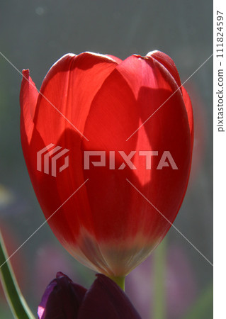 Red tulip 111824597