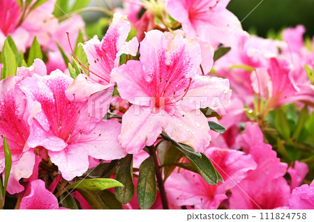 azalea with raindrops azalea with raindrops 111824758