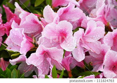 azalea with raindrops azalea with raindrops 111824763