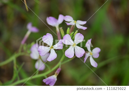 Japanese radish Japanese radish 111825022