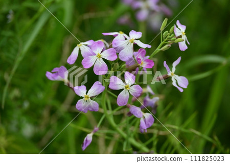 Japanese radish Japanese radish 111825023